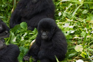 Nur noch im Virunga-Nationalpark leben Berggorillas. Sie sind extrem vom Aussterben bedroht. By Cai Tjeenk Willink (Own work) [CC BY-SA 3.0], via Wikimedia Commons 