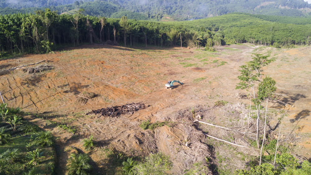 Protestbrief Vorlage Stoppt Die Abholzung Des Brasilianischen Regenwalds Blog2help Kostenlos Dem Regenwald Helfen