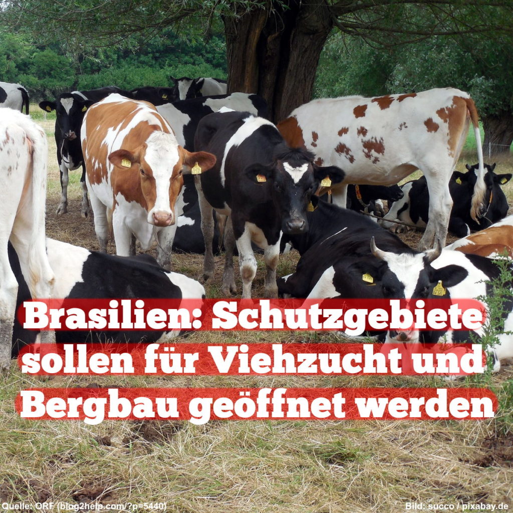 Brasilien: Schutzgebiete sollen für Viehzucht und Bergbau geöffnet werden