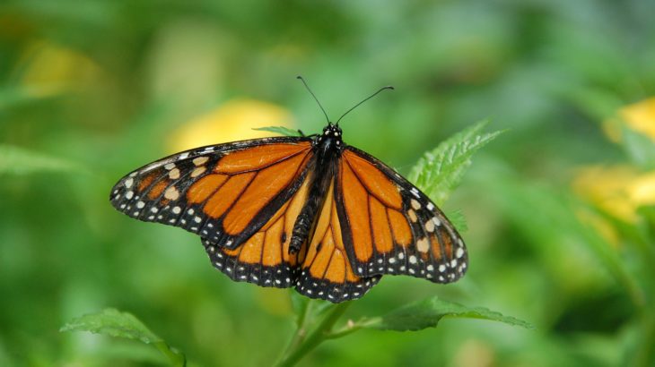Monarchfalter Schmetterling